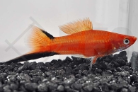 020029_Xiphophorus-helleri_Schwerttraeger-Komet-rot_01