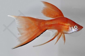 020030_Xiphophorus-helleri_Schwerttraeger-Lyra_01