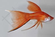 020030_Xiphophorus-helleri_Schwerttraeger-Lyra_01