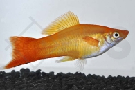 020031_Xiphophorus-helleri_Schwerttraeger-orange_01