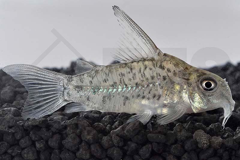 Corydoras loretoensis EFS Partner des Zoofachhandels