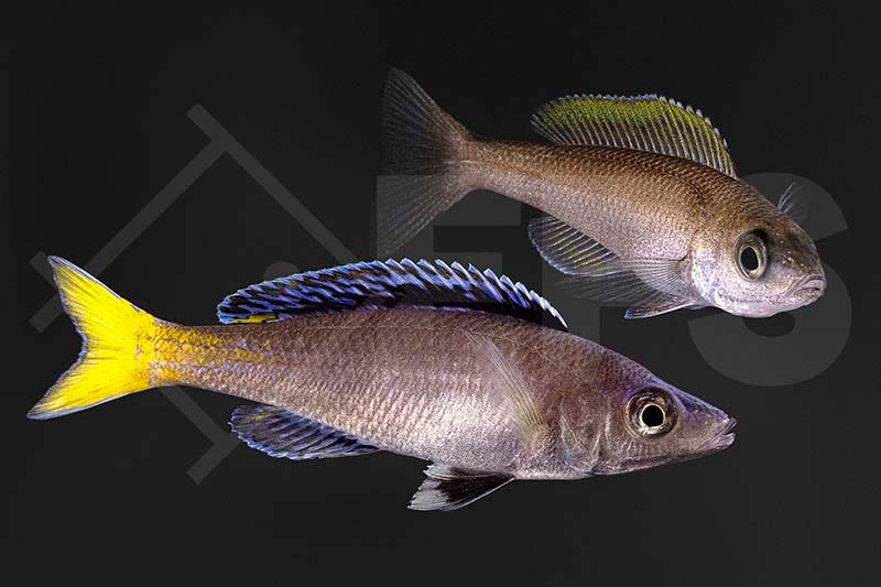 010048_Cyprichromis-leptosoma_Blauer-Heringscichlide-mpulungu_01