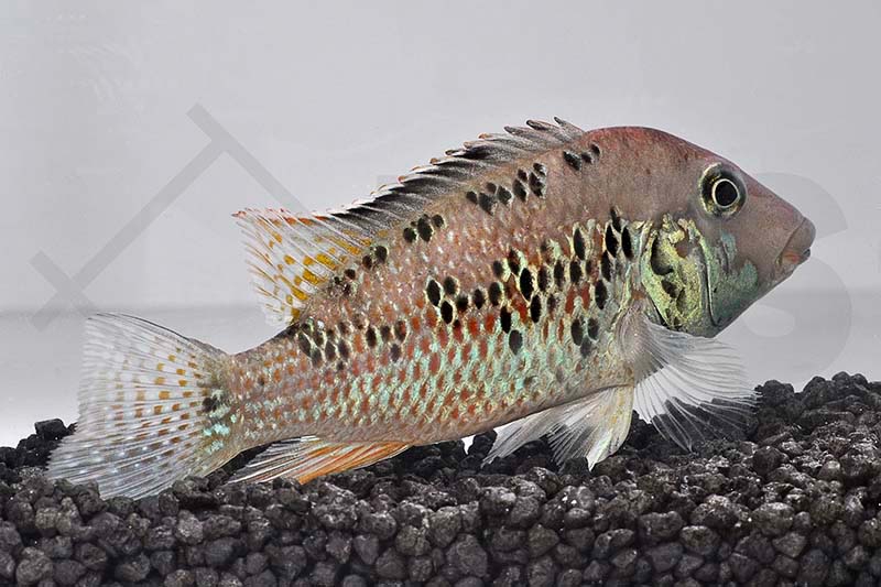 Geophagus steindachneri EFS Partner des Zoofachhandels