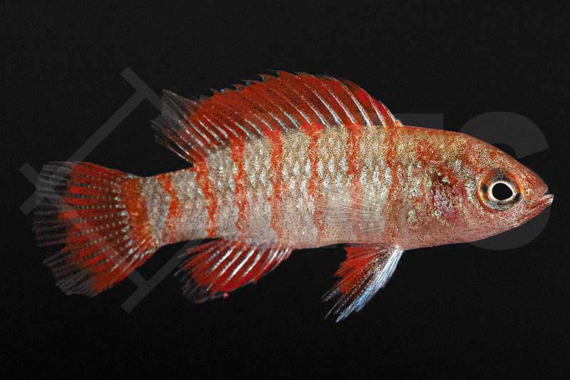 Dario dario EFS Partner des Zoofachhandels