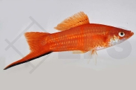 020032_Xiphophorus-helleri_Schwerttraeger-rot_01