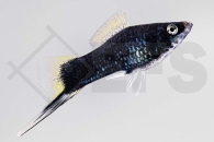 020036_Xiphophorus-helleri_Schwerttraeger-schwarz_01