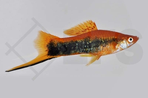 020037_Xiphophorus-helleri_Schwerttraeger-tuxedo_01