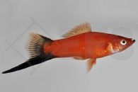 020038_Xiphophorus-helleri_Schwerttraeger-wagtail_01