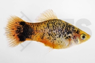 020042_Xiphophorus-maculatus_Calicoplaty_01