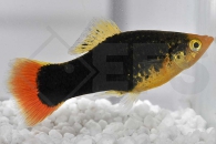 020048_Xiphophorus-variatus_Hawaiiplaty_01