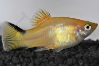 020050_Xiphophorus-maculatus_Kometplaty-gelb_01