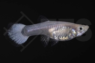 020051_Poecilia-reticulata_Guppy-weiblich_snowwhite_01