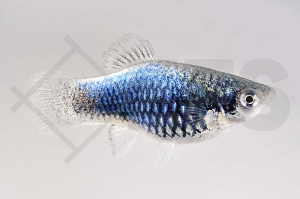 020054_Xiphophorus-maculatus_Metallic-Platy_01