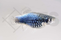 020054_Xiphophorus-maculatus_Metallic-Platy_01