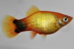020055_Xiphophorus-maculatus_Mondplaty-gold_01