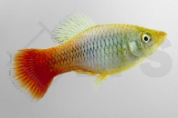 020057_Xiphophorus-variatus_Papageienplaty_01