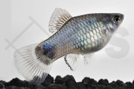 020061_Xiphophorus-maculatus_Platy-blau_01