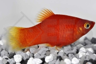 020062_Xiphophorus-maculatus_Platy-rot_01