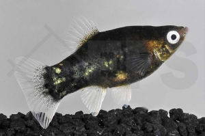 020063_Xiphophorus-maculatus_Platy-schwarz_01