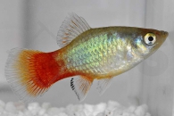 020064_Xiphophorus-maculatus_Regenbogenplaty_01