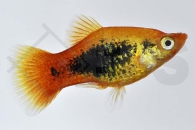 020067_Xiphophorus-maculatus_Tuxedoplaty-gelb_01