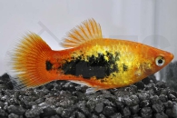 020068_Xiphophorus-maculatus_Sunsetplaty-tuxedo_01