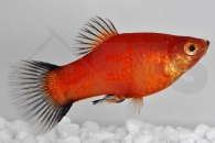 020071_Xiphophorus-maculatus_Wagtailplaty-rot_01