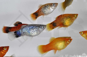 020074_Xiphophorus-maculatus_Platy-Mix_01