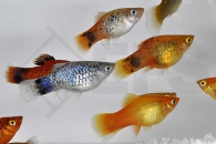 020074_Xiphophorus-maculatus_Platy-Mix_01