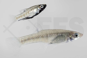 020075_Girardinus-metallicus_Metallkaerpfling_02