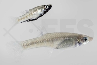 020075_Girardinus-metallicus_Metallkaerpfling_02