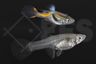 020077_Poecilia-wingei_Endlers-Guppy_01