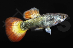 020078_Poecilia-reticulata_Guppy-sunrise-m_01