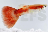 020083_Poecilia-reticulata_Guppy-blond-rot-m_01