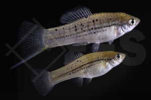 020090_Xiphophorus-nezahualcoyotl_noerdlicher-Bergschwerttraeger_01