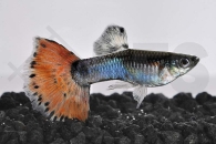 020092_Poecilia-reticulata_Guppy-neonpastel-m_01