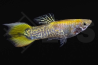 020098_Poecilia-reticulata_Guppy_maennlich_gold-tiger_01