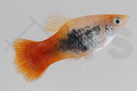 020099_Xiphophorus-maculatus_Platy-silver-pink_02