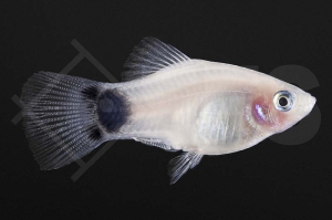 020100_Xiphophorus-maculatus_Mondplaty-weiss_01
