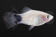 020100_Xiphophorus-maculatus_Mondplaty-weiss_01