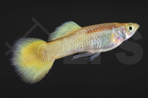 020103_Poecilia-reticulata_Guppy-gold-m_01