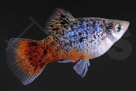020121_Xiphophorus-maculatus_Calico-Platy_rotblau_00