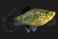 020122_Xiphophorus-maculatus_Kiwi_01