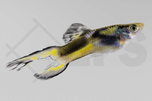 020125_Poecilia-wingei_Endlers-Guppy_black_01