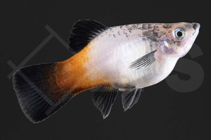 020126_Xiphophorus-maculatus_Platy-SHOWA_01