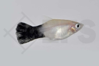 020127_Xiphophorus-maculatus_Pandaplaty_01
