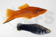 020130_Xiphophorus-helleri_Schwerttraeger-Jumbo_02