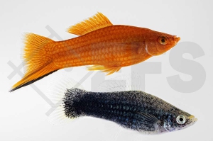 020130_Xiphophorus-helleri_Schwerttraeger-Jumbo_02