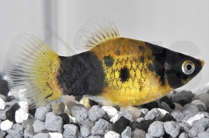 020134_Xiphophorus-maculatus_Hummelplaty_01