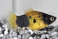020134_Xiphophorus-maculatus_Hummelplaty_01